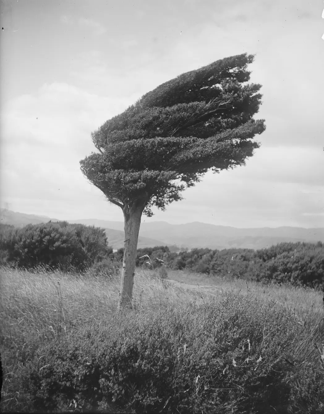 Kleiner Totara-Baum auf dem Bergrücken oberhalb von Long Point